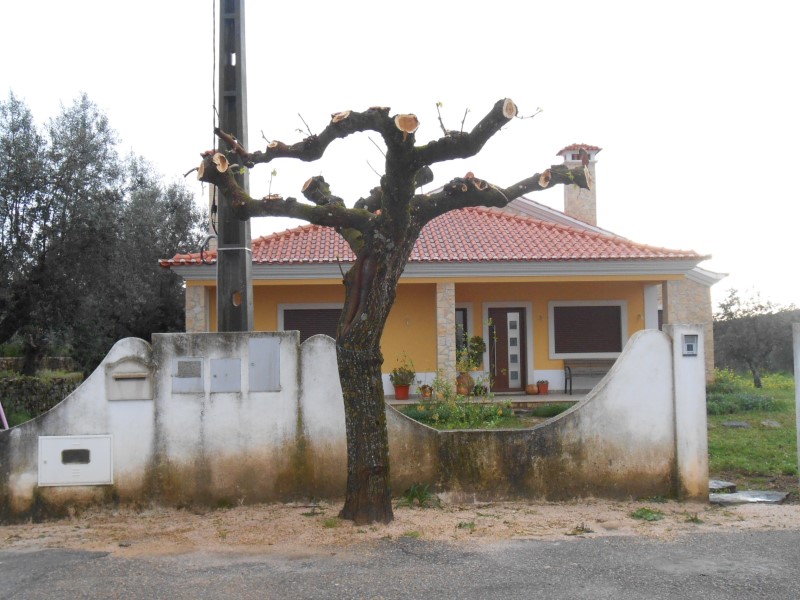 podaarvores7