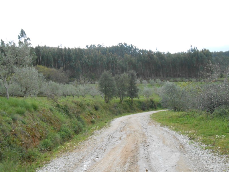 rboraria11