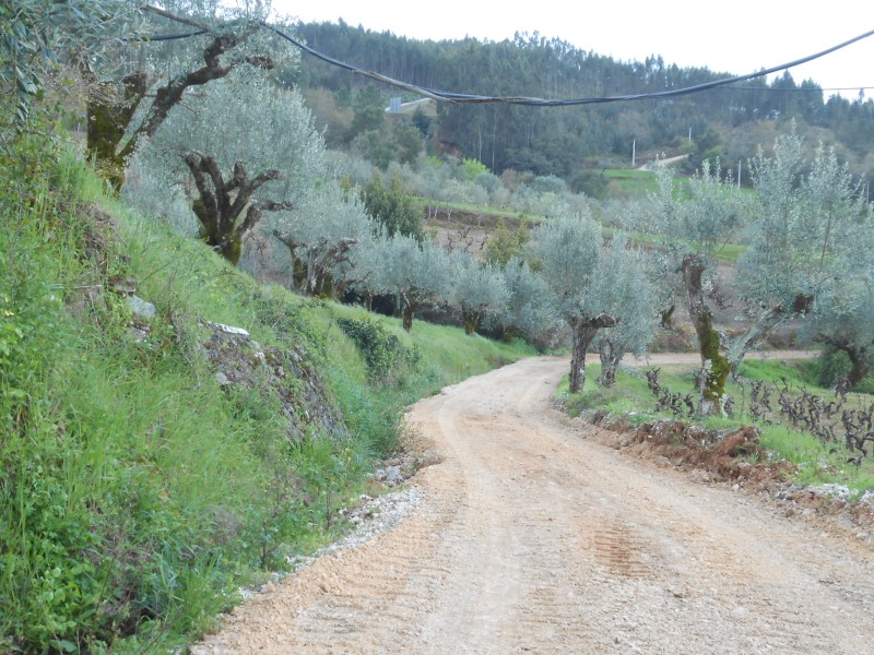 rboraria3