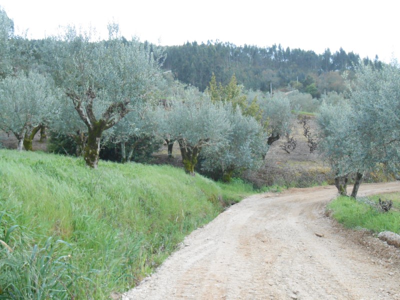rboraria4