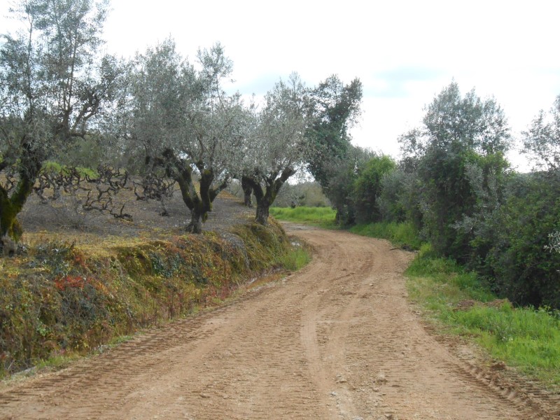 rboraria6