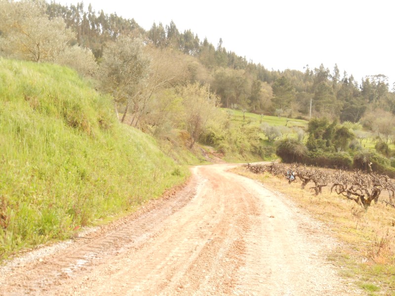 rboraria7