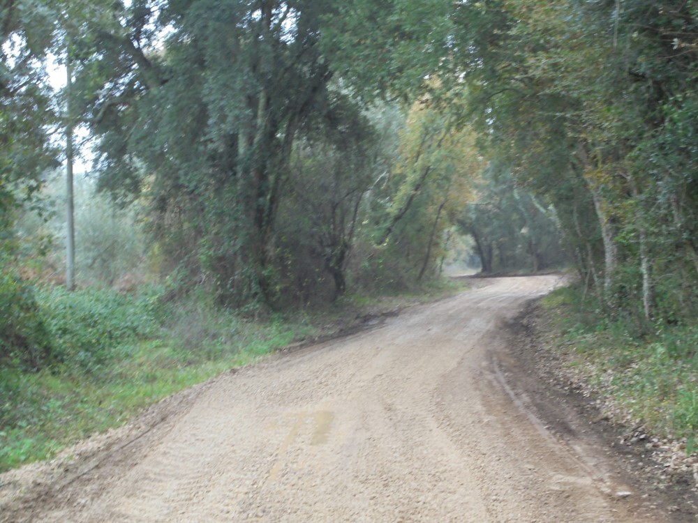 rvvverde10