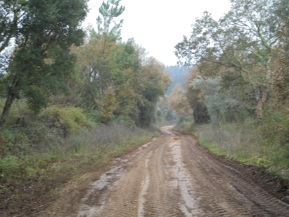rvvverde12