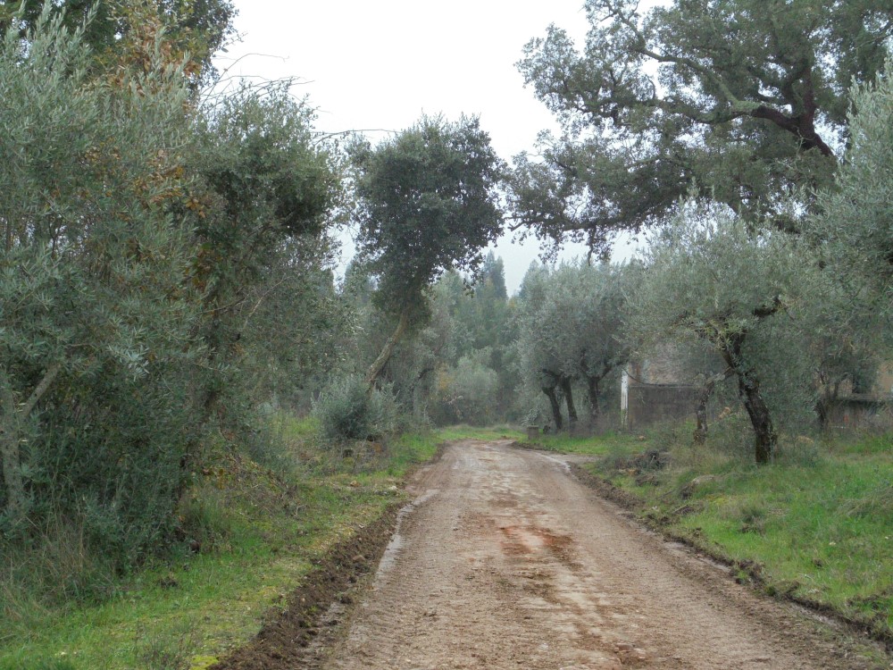 rvvverde3