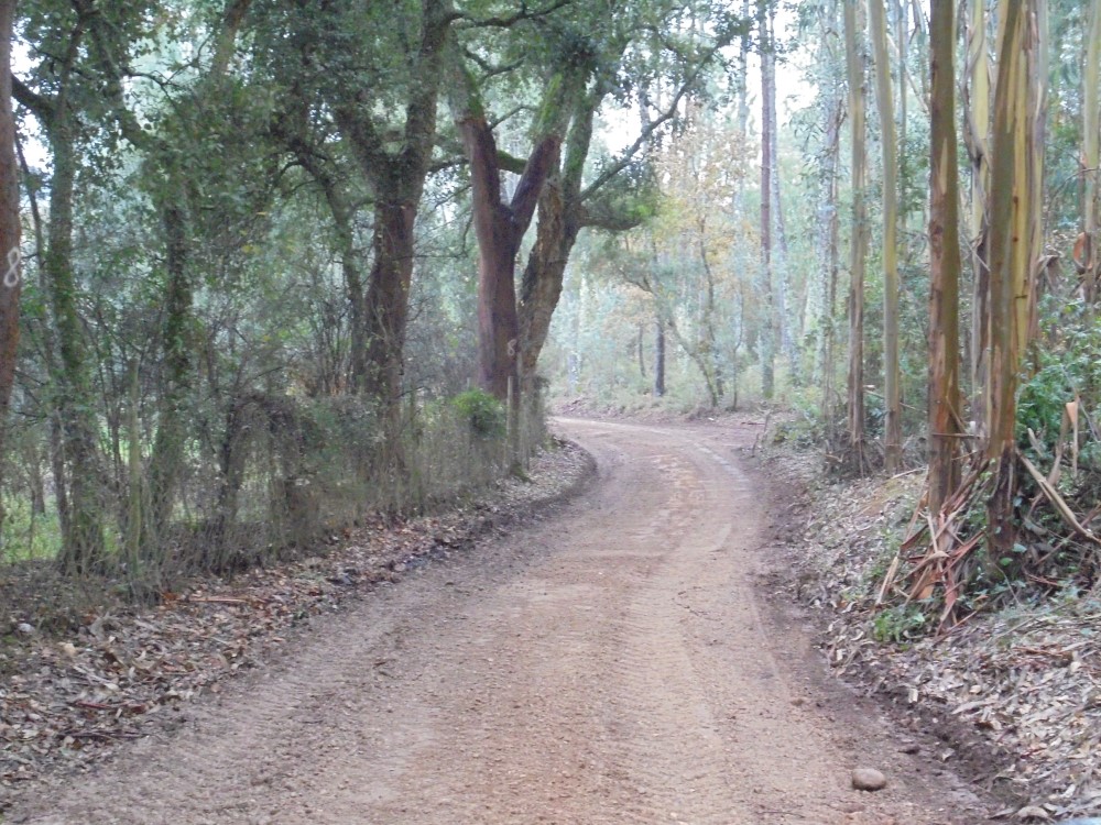 rvvverde8
