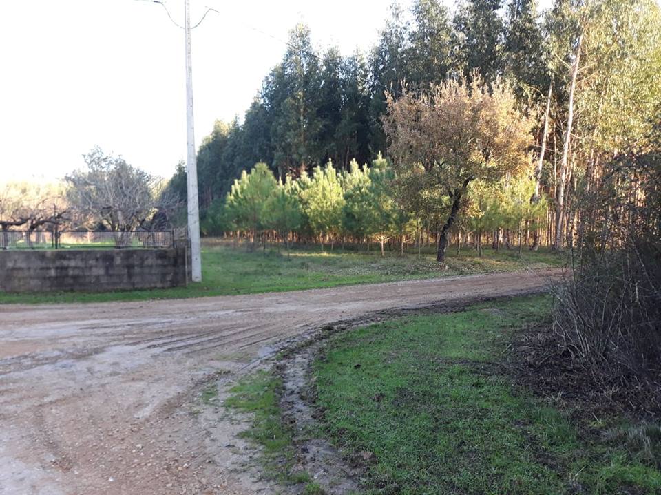 ruasmeneixas 16