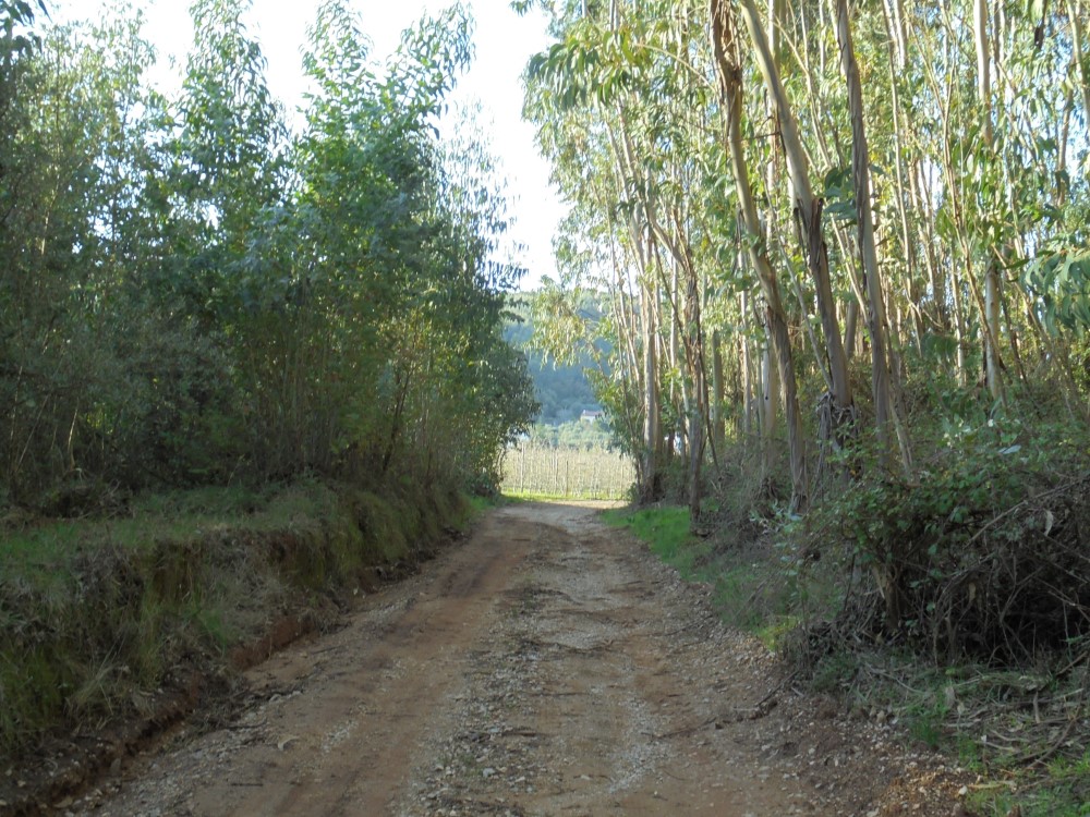 ruasmeneixas 19