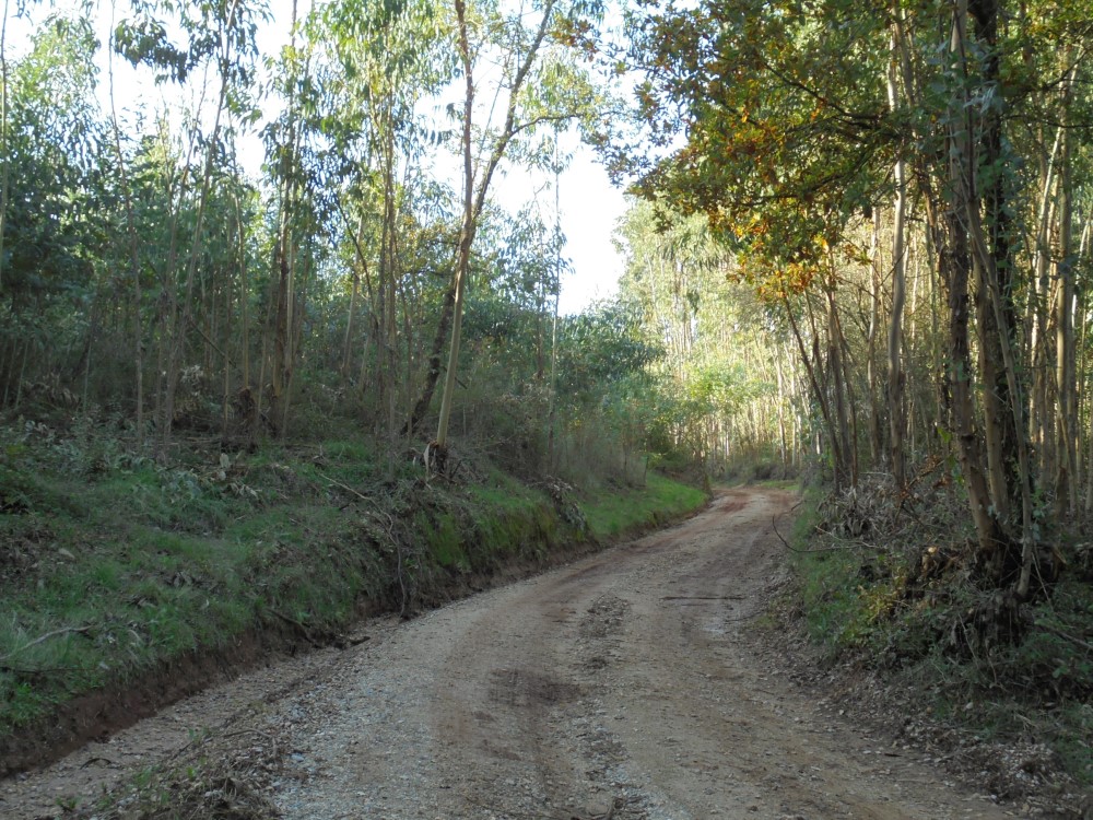 ruasmeneixas 22