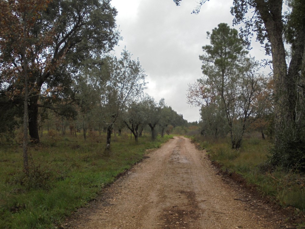 rrbica4