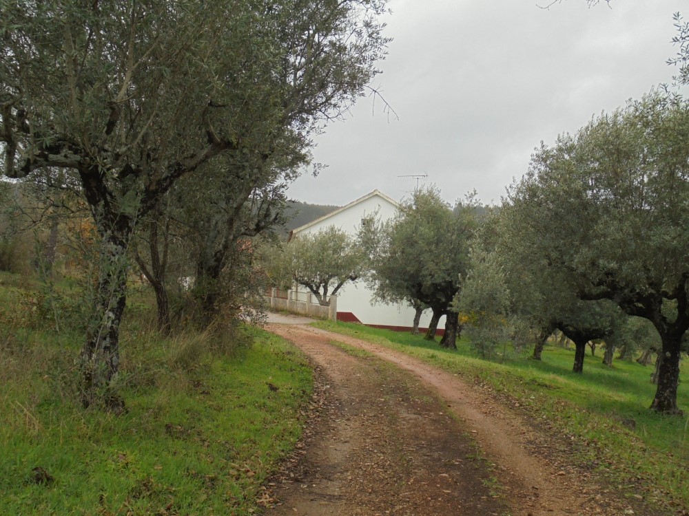 rrbica7