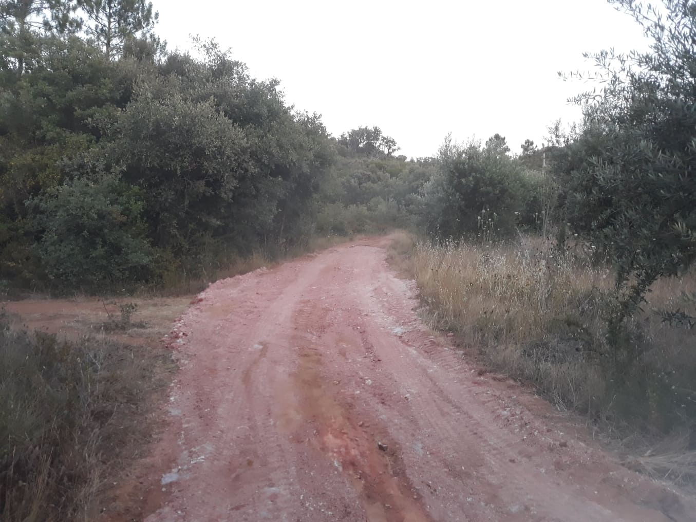 ruadascortes 13