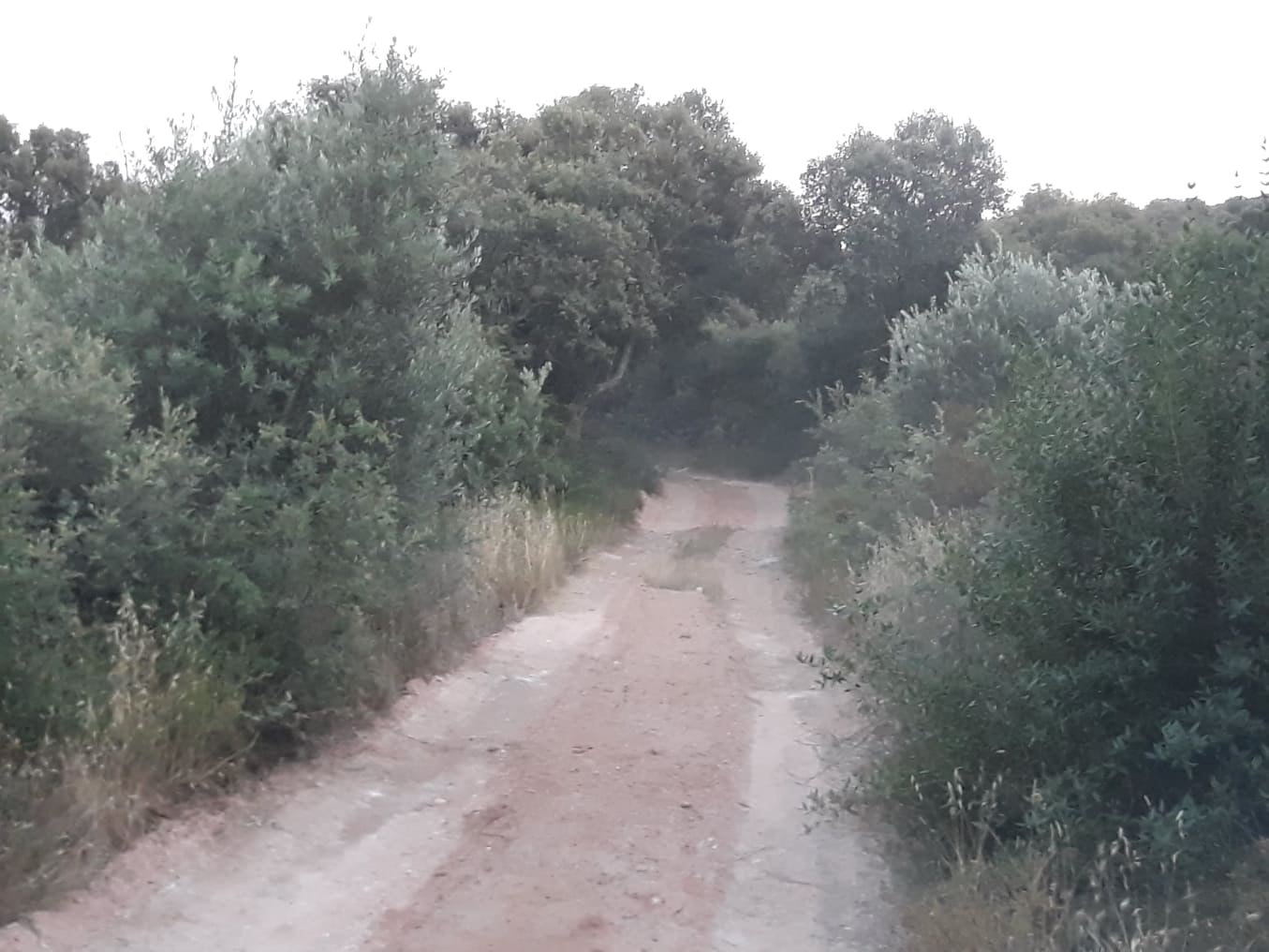 ruadascortes 14