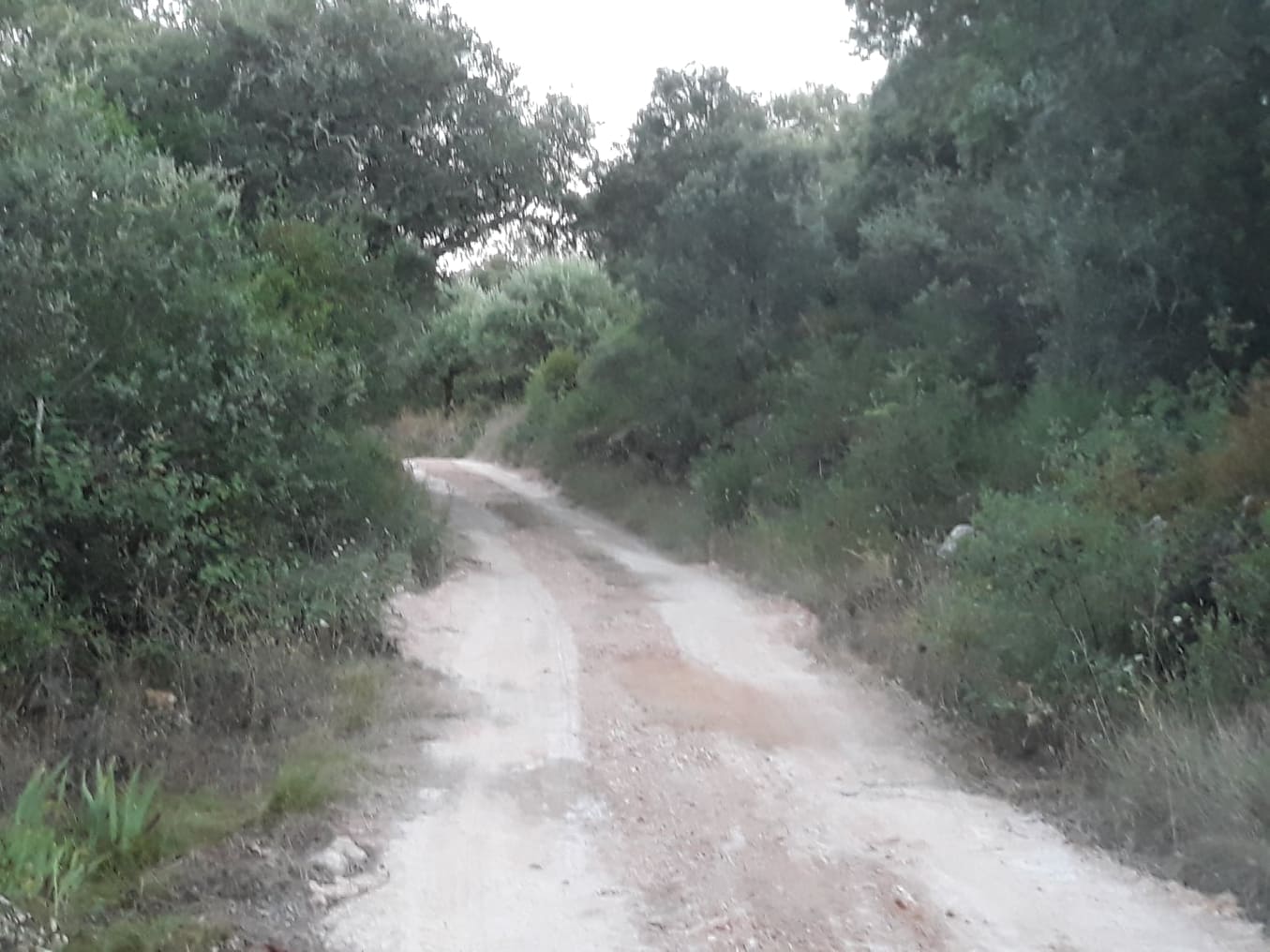 ruadascortes 7