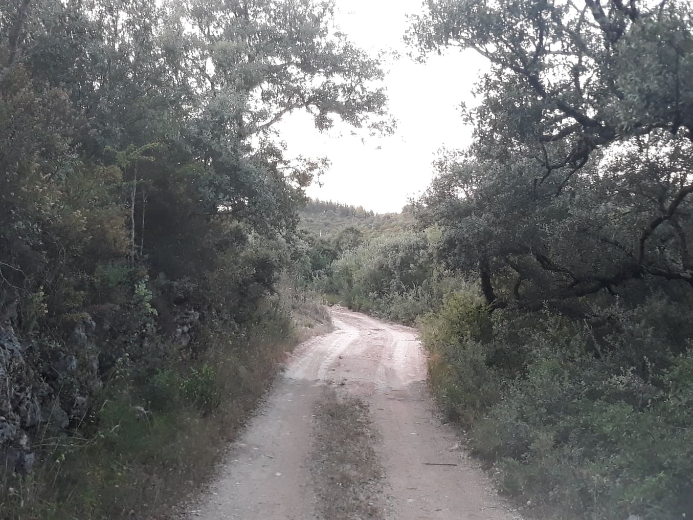 ruadascortes 8