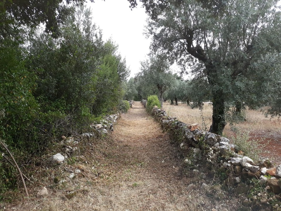 azinhadalapa 19