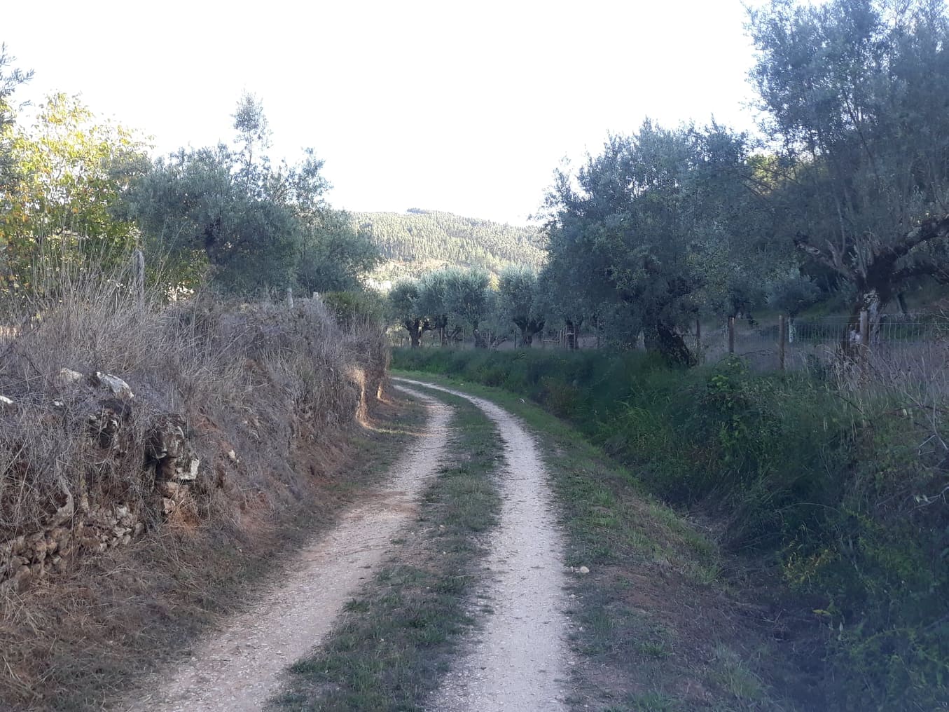 rfpedra 1