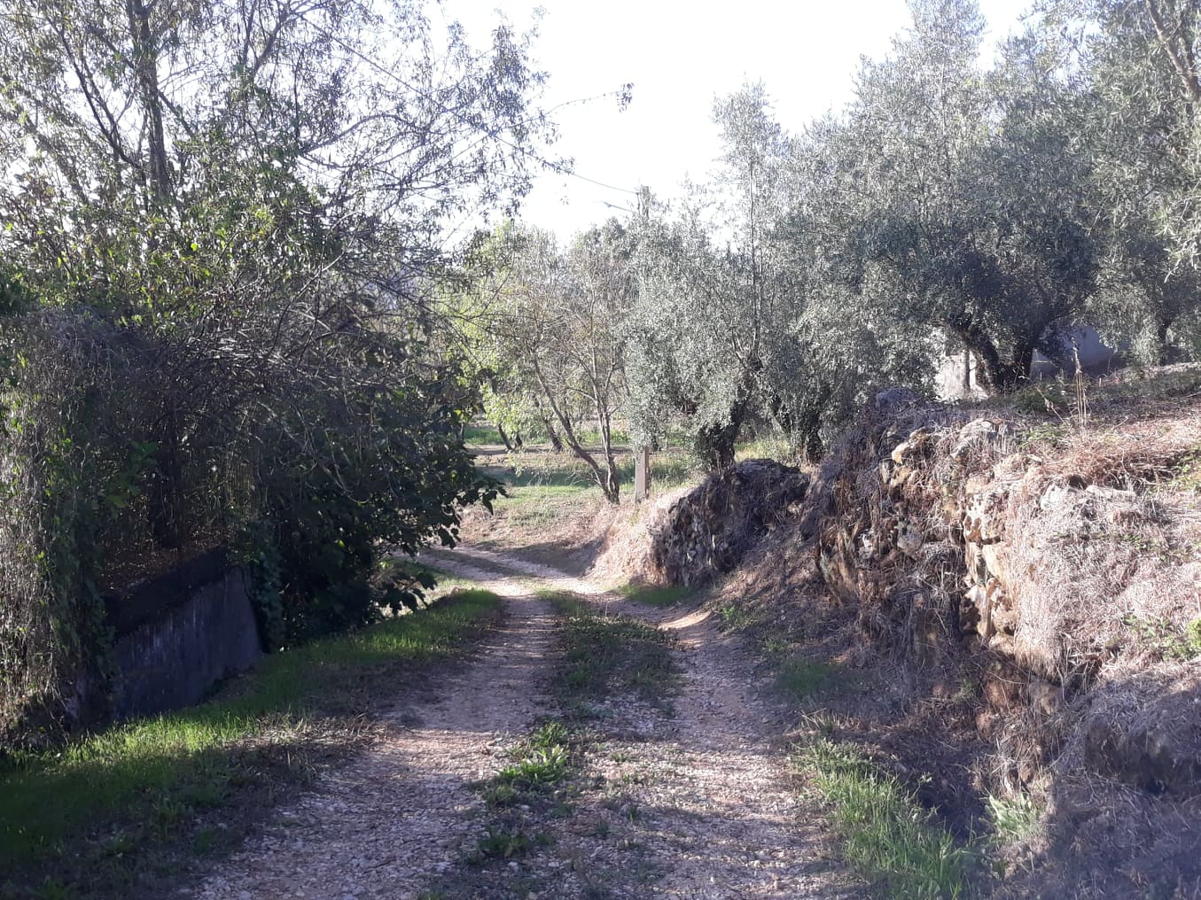 rfpedra 3