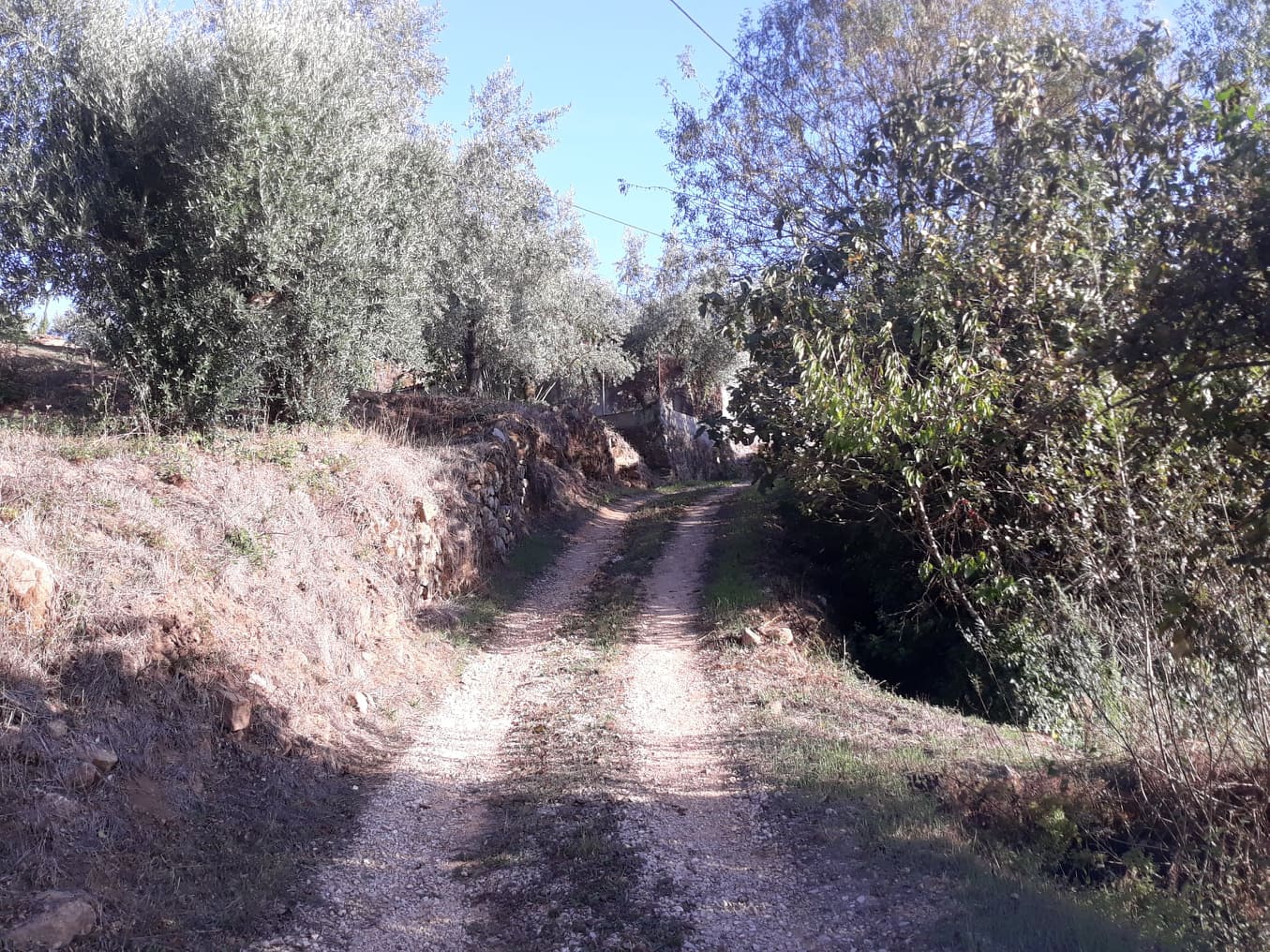 rfpedra 5