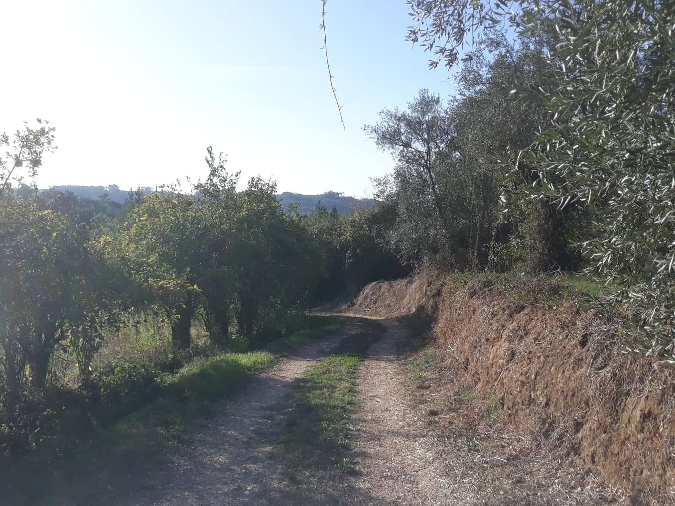 rfpedra 6