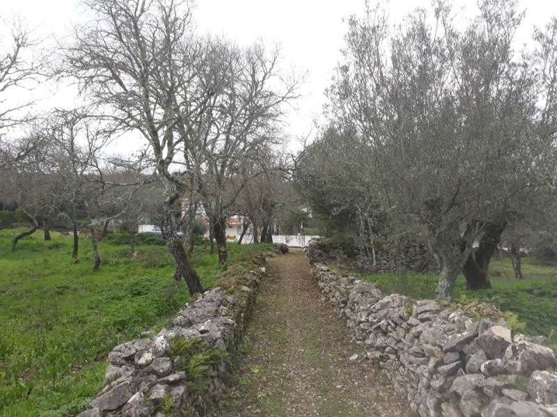 carreiros 37