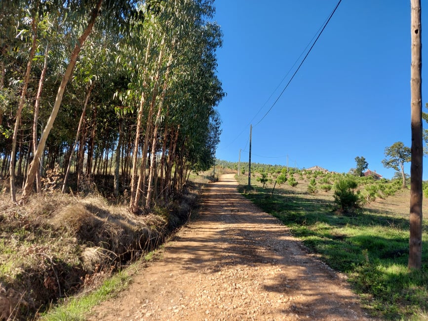 tcastelo 1