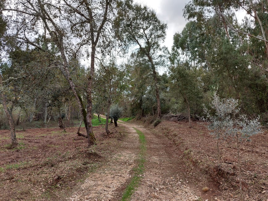 fontebarcaia 4