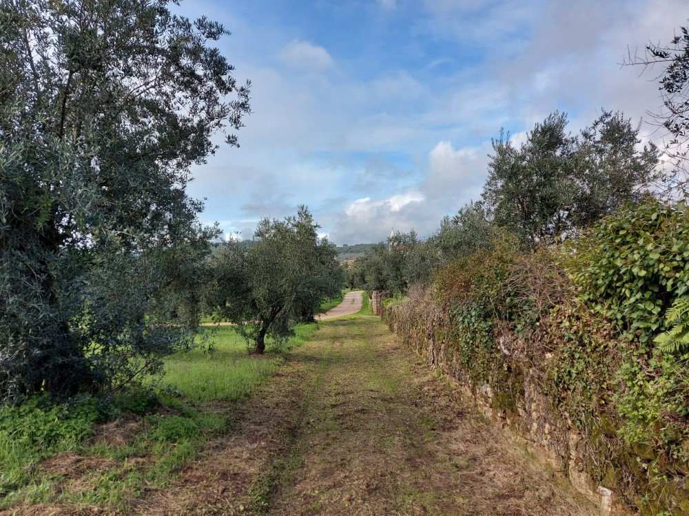 rispedro 11