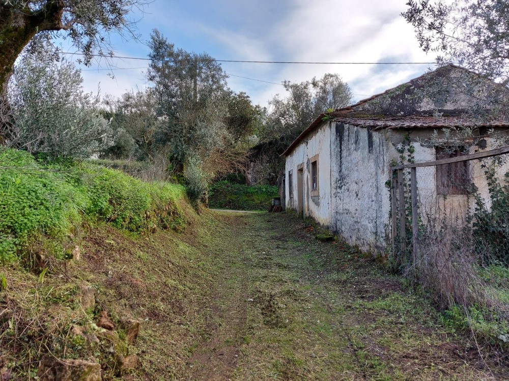 rispedro 4