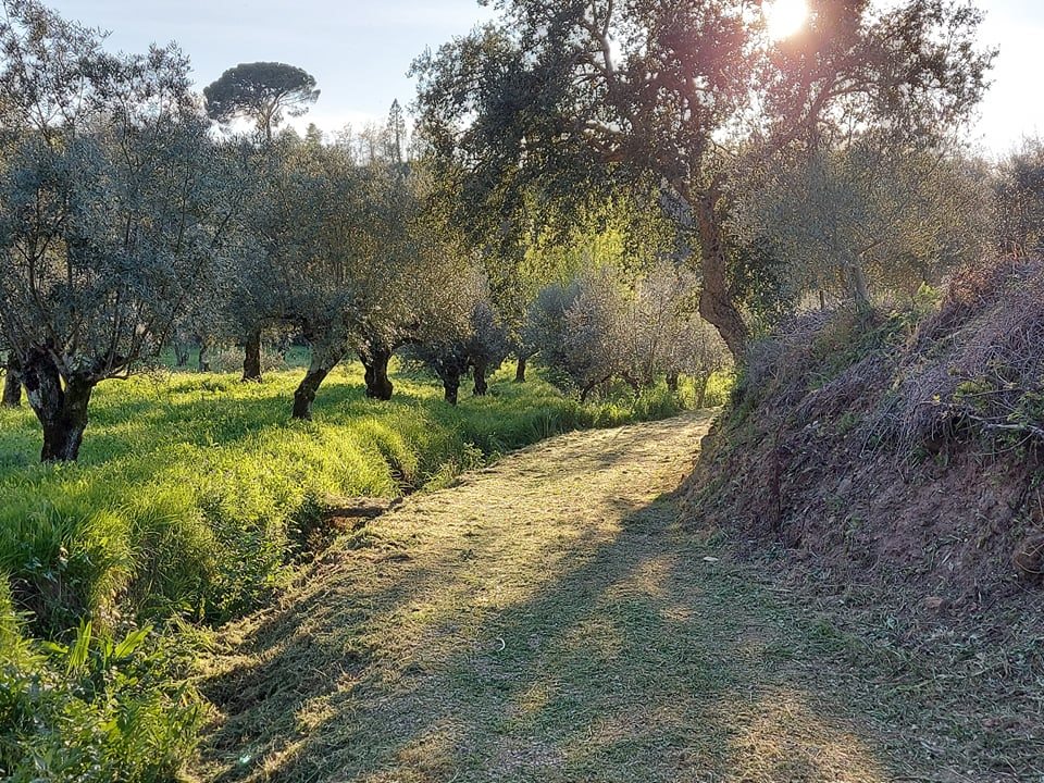 rfpedra 2