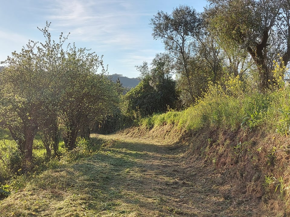 rfpedra 5