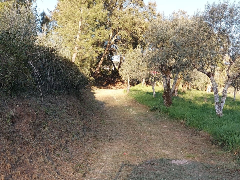 rfpedra 6