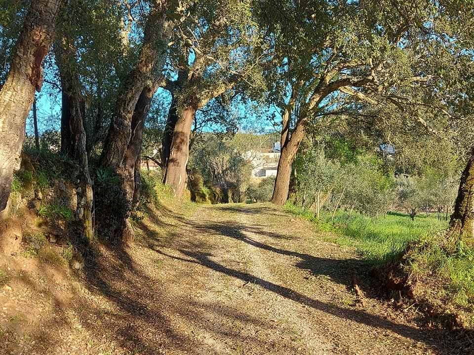 rfpedra 9