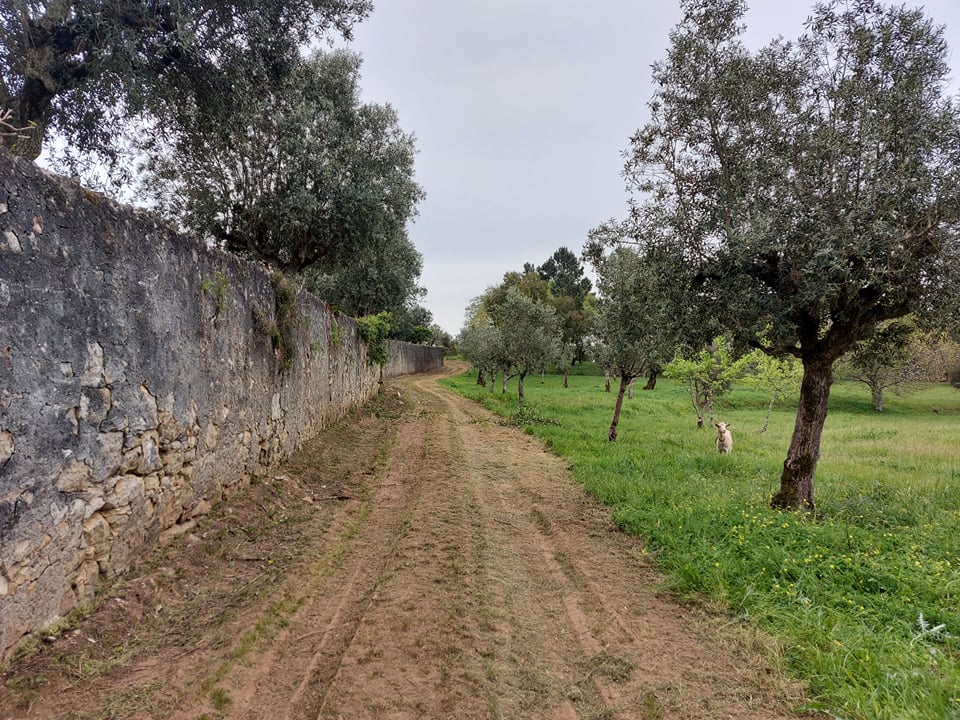 tfonterei 5