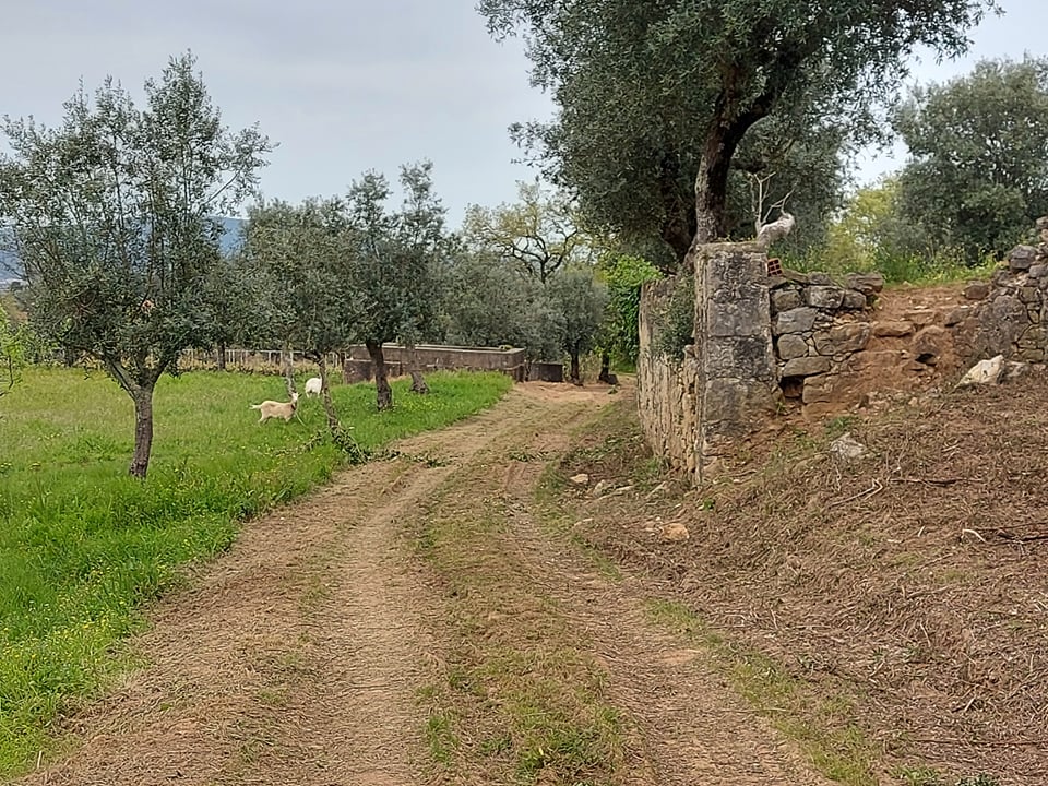 tfonterei 6