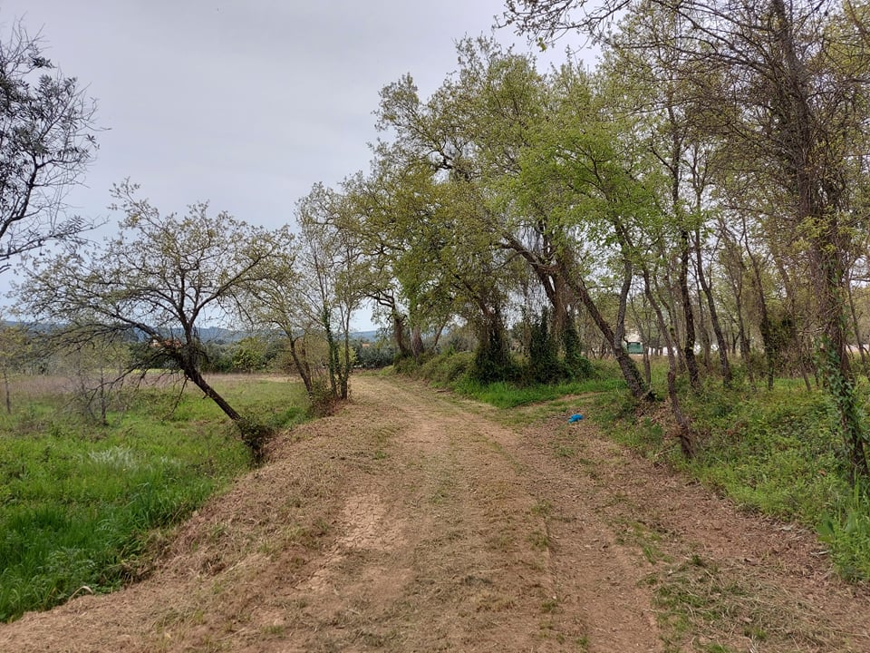tfonterei 8