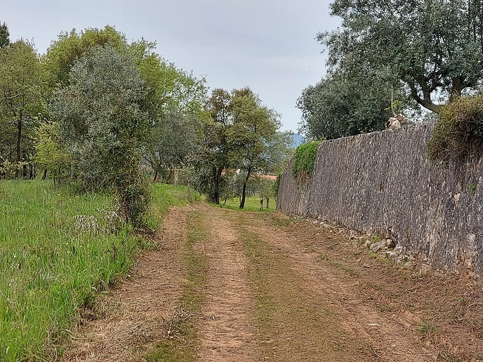 tfonterei 9